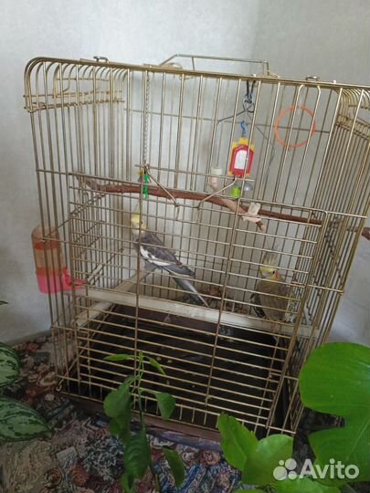 Попугай корелла