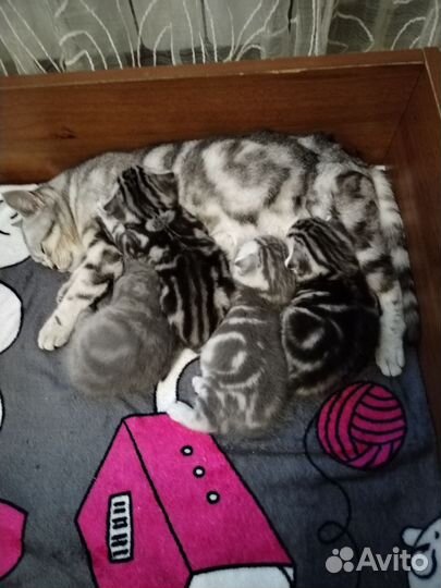Шотландские котята
