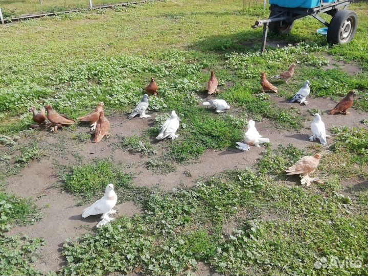 Голуби касаны, агараны