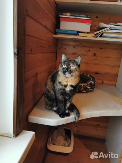 Кошка в дар