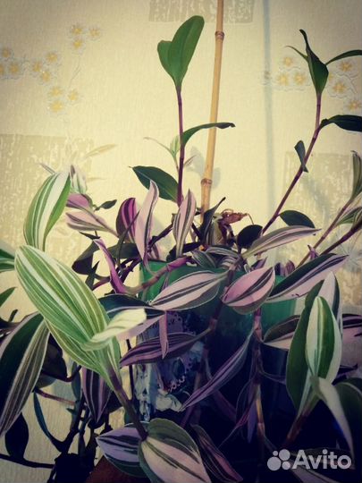 Комнатные цветы