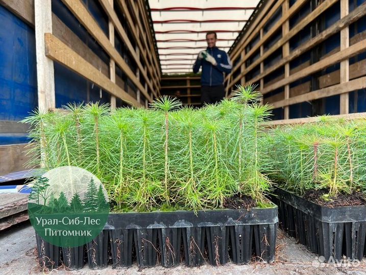 Зкс и окс Сосна Ель Лиственница сеянцы Голуб горн