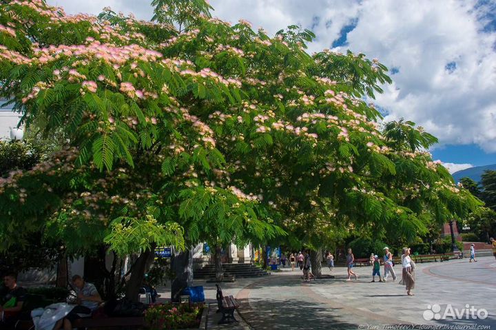 Саженцы Ленкаранской акации горшок и окс доставка