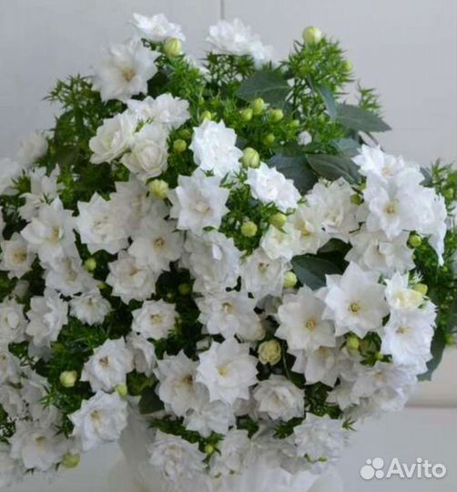 Кампанула