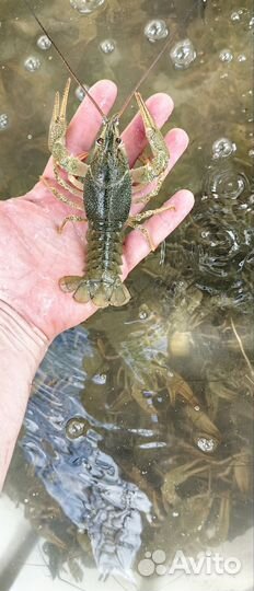 Маныческий Рак, живой и варёный