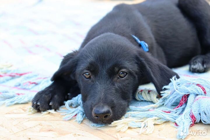 Бентли в дар