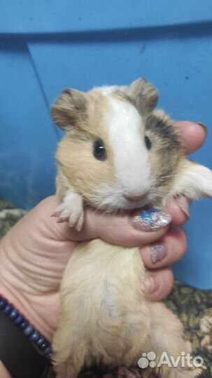 Морские свинки