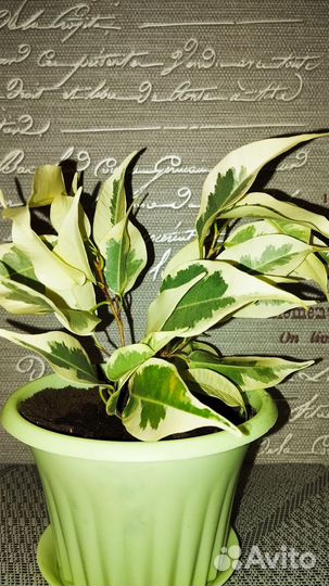 Фикус бенджамина