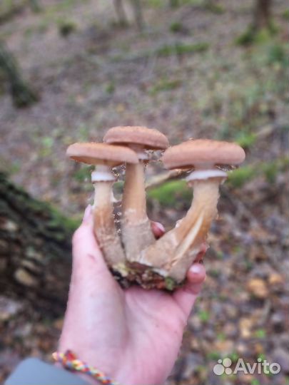 Грибы опята свежие