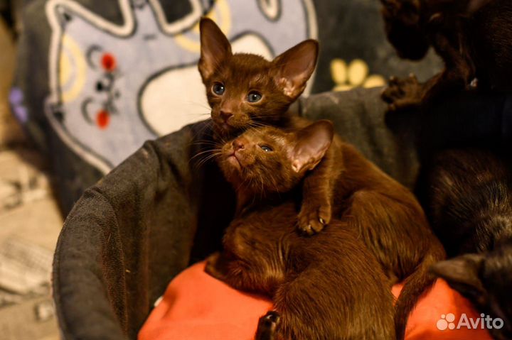 Ориентальные котята