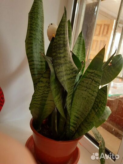 Сансевиерия