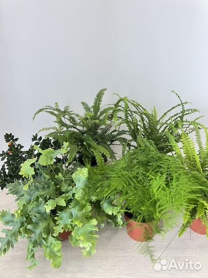 Комнатные растения