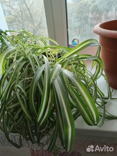 Хлорофитум кудрявый