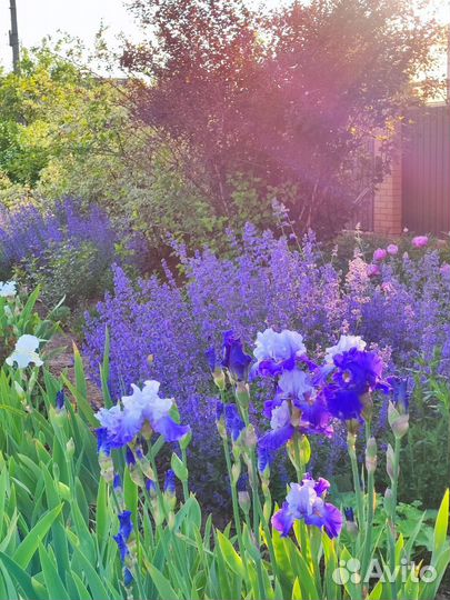 Ирисы бородатые сортовые