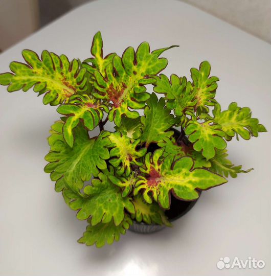 Колеусы вегетативные