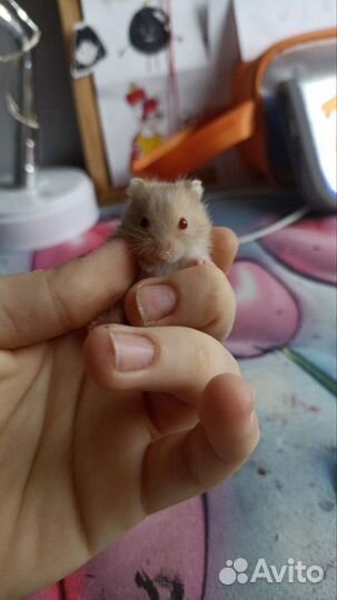 Джунгарские хомячки