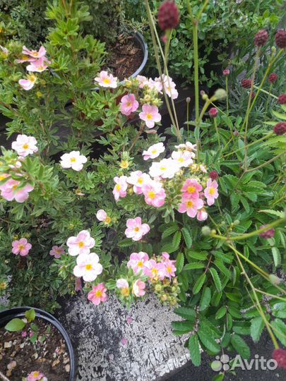 Лапчатка кустарниковая, спирея