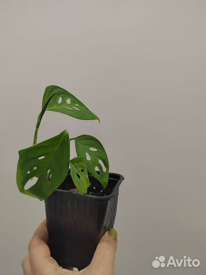 Монстера манки