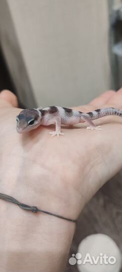 Ящерица эублефар