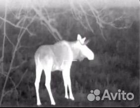 Тепловизионный прицел Ares660