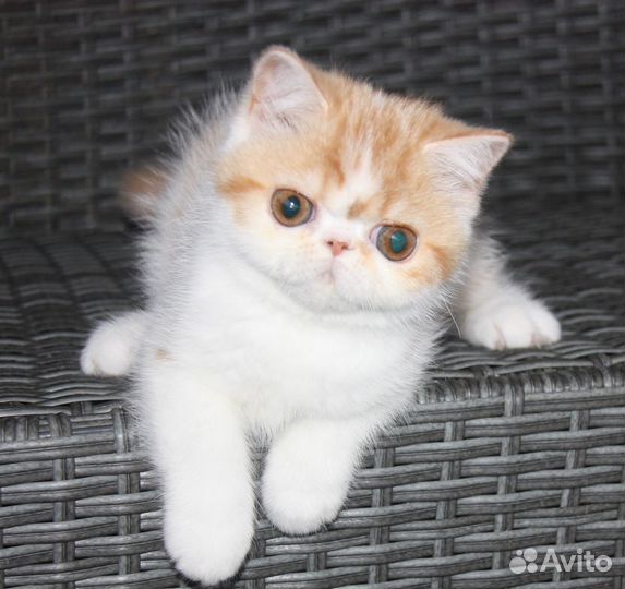 Глазастики