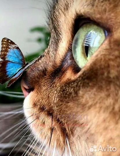 Алмазная мозаика 21x25 Котенок смотрит на бабочку