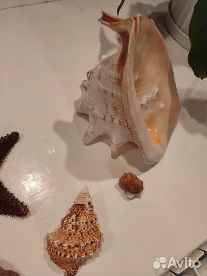 Звезда ракушка большая маленькая морская