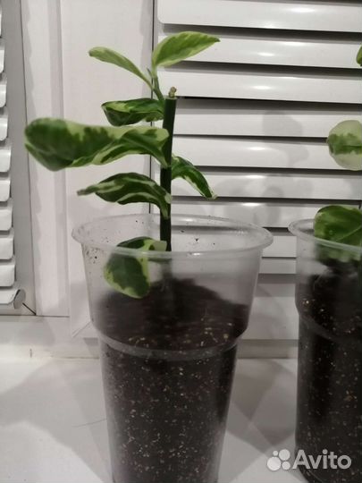 Педилантус