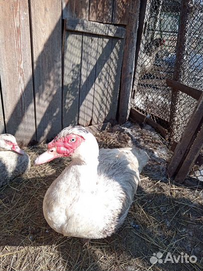 Домашняя птица индоутка