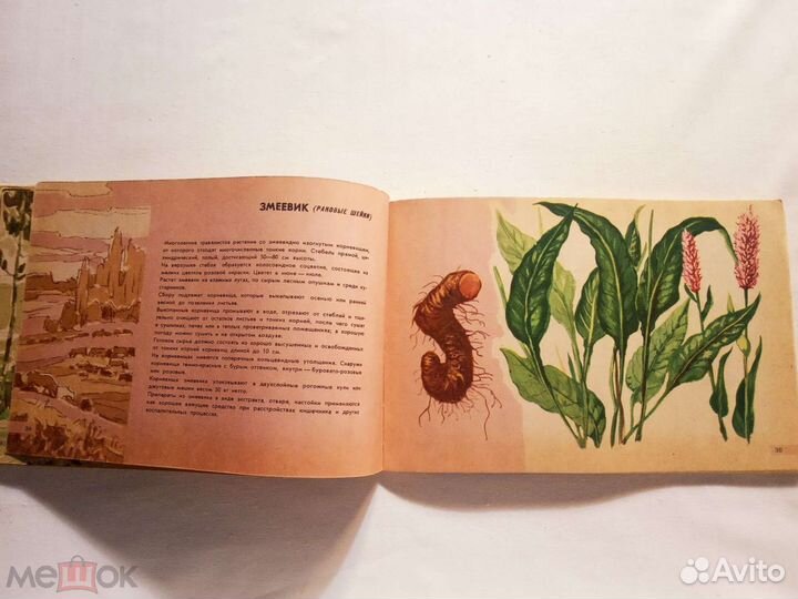 Лекарственные растения. Памятка сборщику.1963 г