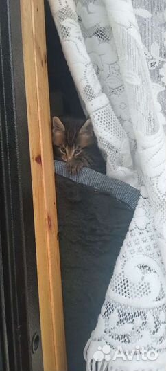 Котята в добрые руки бесплатно