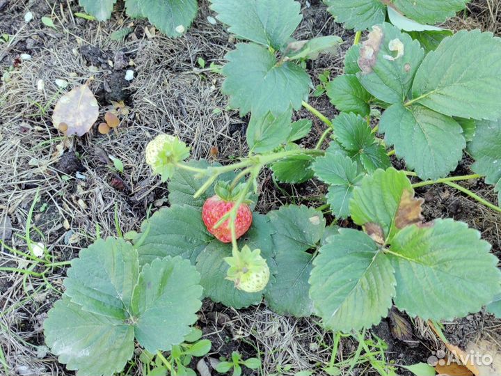 Рассада ремонтантной клубники