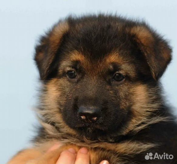 Щенки немецкой овчарки с документами