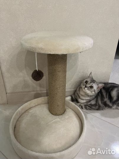 Когтеточка для кошек