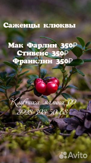 Саженцы клюквы