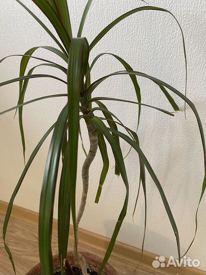 Пальма юкка, драцена