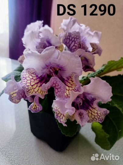 Стрептокарпусы