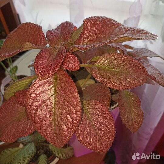 Комнатные растения разные-2 Обновлено*