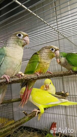 Попугай выкормыши 3 мес