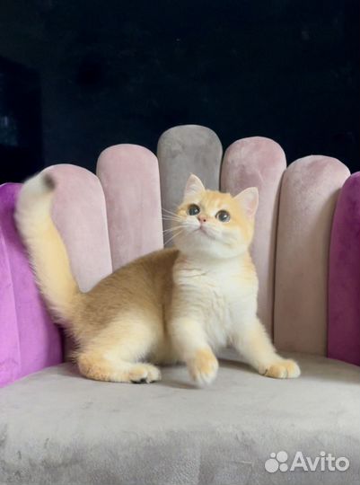 Британская золотая шиншилла ny12 шоу класс Елла