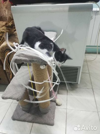 Милашка - Мила