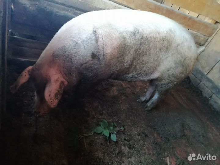 Продам борова, на племя