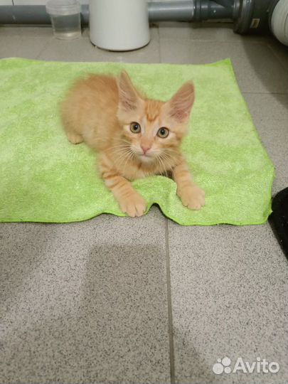 Рыжий котенок в добрые руки