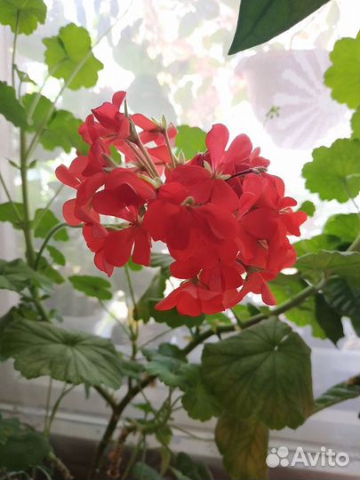 Комнатные растения цветы