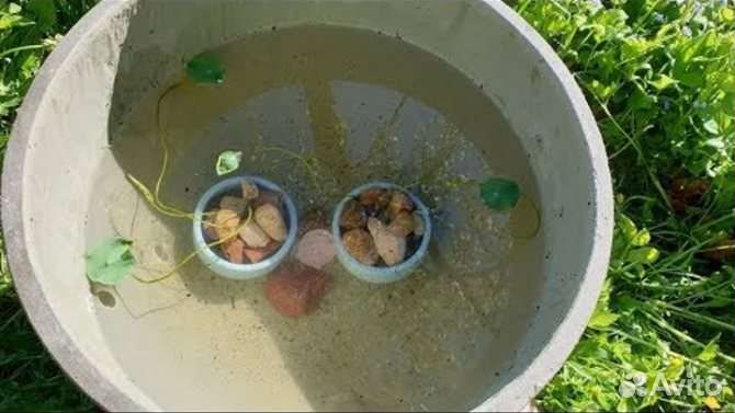 Семена лотоса