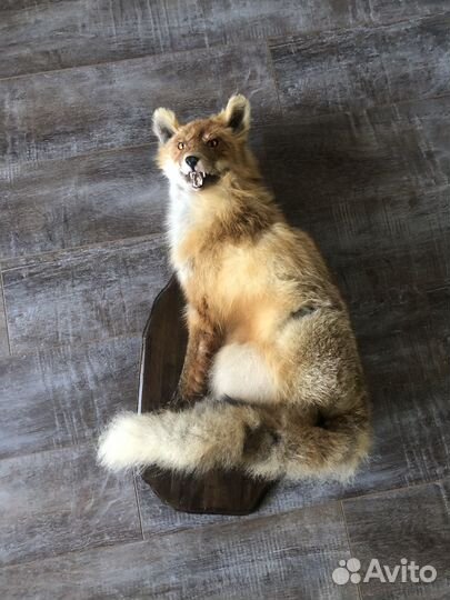 Чучело диких животных