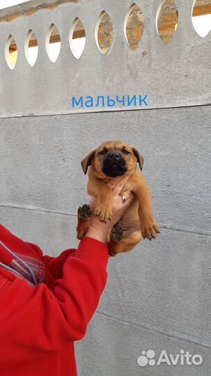 Щенки бесплатно
