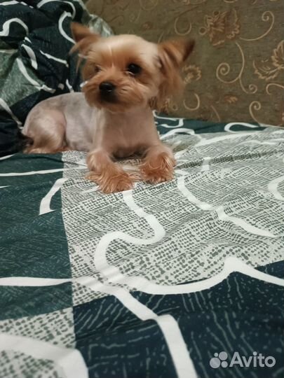 Йорко - детки