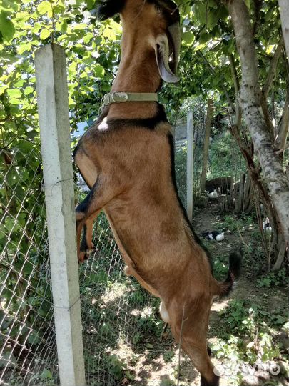 Нубийские козы и козлята