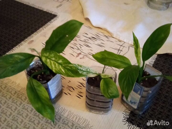 Спатифиллум new one